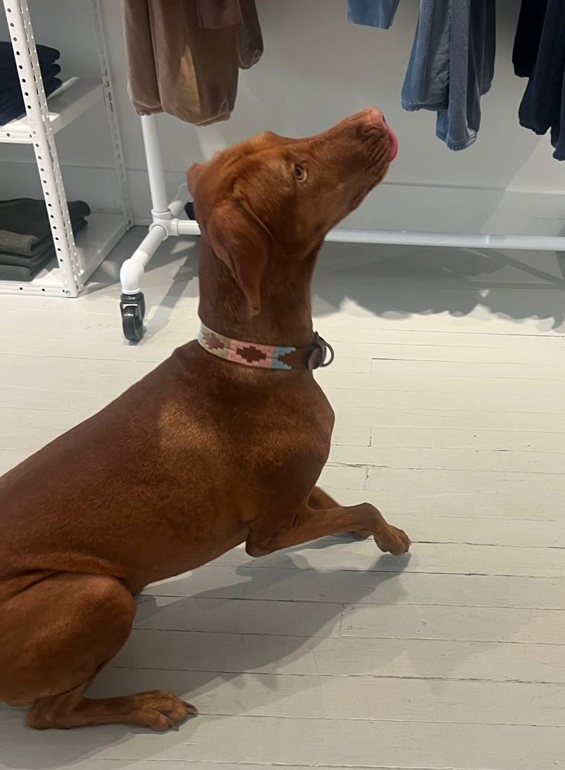 Handcrafted dog collar selected by Vakiano for Pride celebration